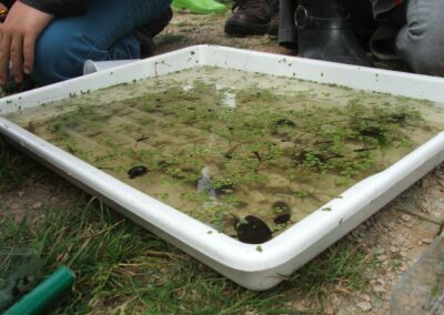 Aquatic community as caught in the experimental ditches at outdoor laboratorium Levend Lab, Leiden University